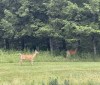 Nature Image
