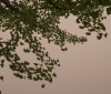Nature Image