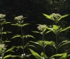 Nature Image