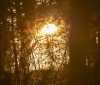 Nature Image