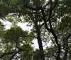 Nature Image