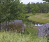 Nature Image