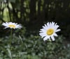 Nature Image