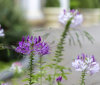 Nature Image