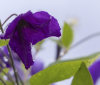 Nature Image