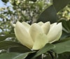 Nature Image