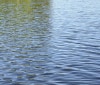Nature Image