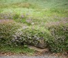Nature Image