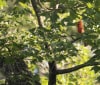 Nature Image