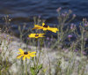 Nature Image