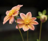 Nature Image