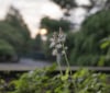 Nature Image