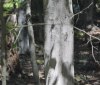 Nature Image