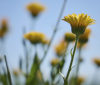 Nature Image