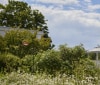 Nature Image
