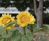 Nature Image