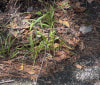 Nature Image