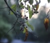 Nature Image