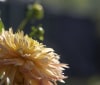 Nature Image