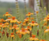 Nature Image