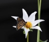 Nature Image
