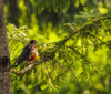 Nature Image