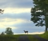 Nature Image