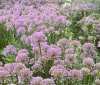 Nature Image
