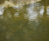 Nature Image