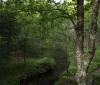 Nature Image
