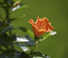 Nature Image