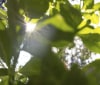 Nature Image