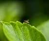 Nature Image