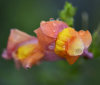 Nature Image