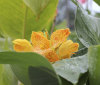 Nature Image