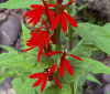 Nature Image