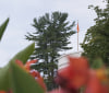 Nature Image