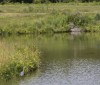 Nature Image