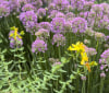 Nature Image