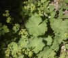 Nature Image