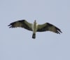 Nature Image