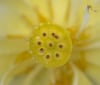 Nature Image