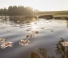 Nature Image