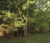 Nature Image