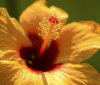 Nature Image