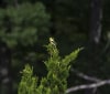 Nature Image