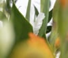 Nature Image