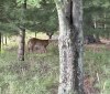 Nature Image