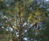 Nature Image