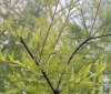 Nature Image